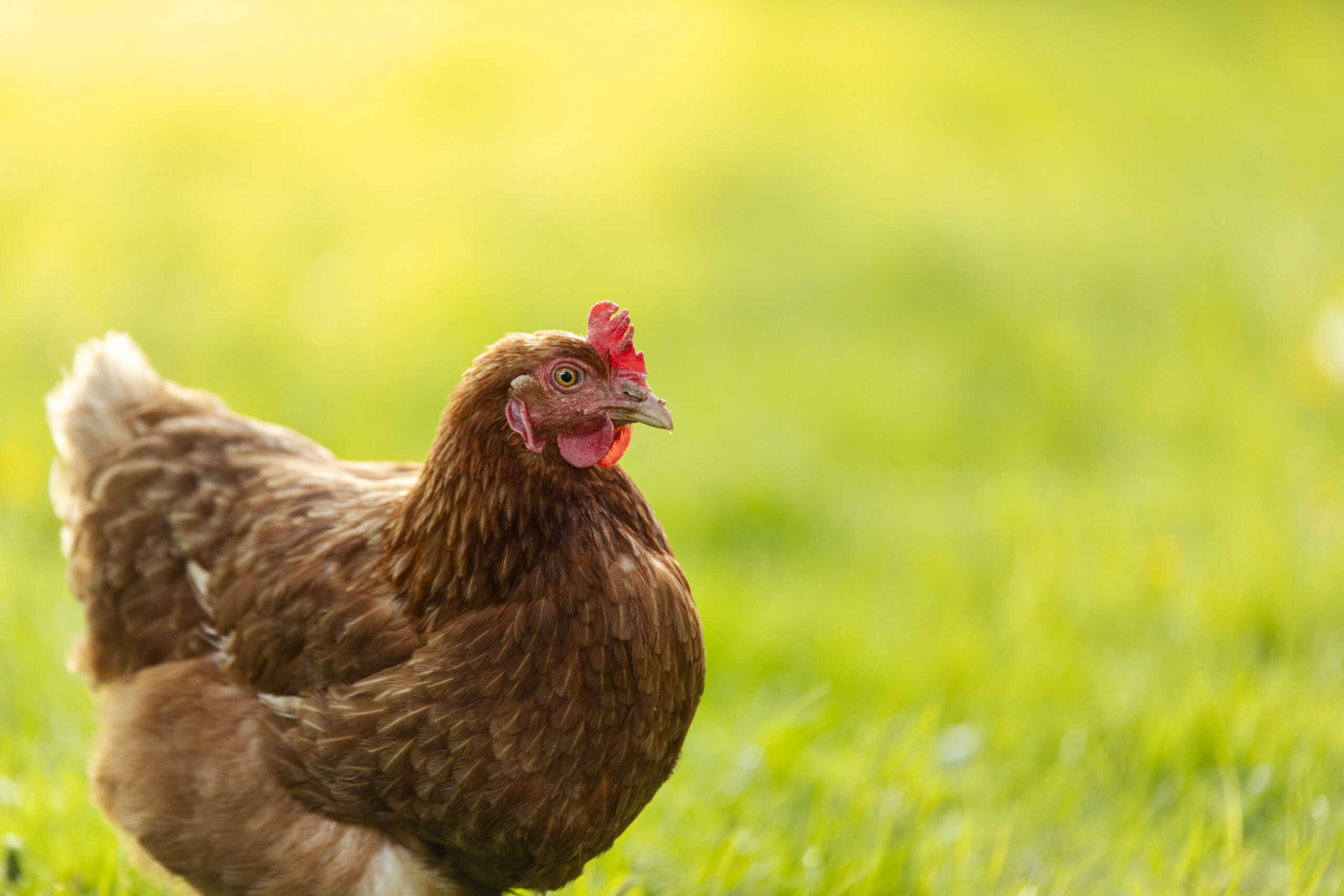 Bird Flu Hits Heard Island: First Penguin Infection in Australia